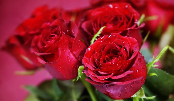 Обои на рабочий стол: букет, красные, розы, цветы