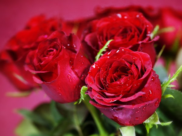букет, красные, розы, цветы
