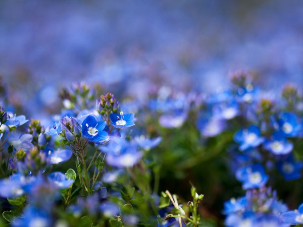 голубые, полевые, фокус, цветы