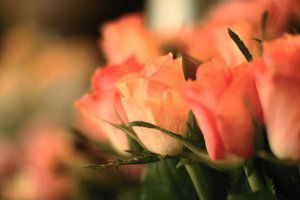 Обои на рабочий стол: букет, розовые, розы, фокус, цветы