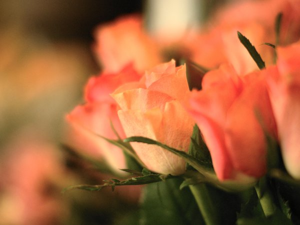 букет, розовые, розы, фокус, цветы
