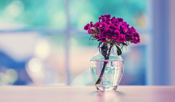 Обои на рабочий стол: ваза, гвоздика, поверхность, стекло, турецкая, цветы