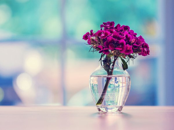 ваза, гвоздика, поверхность, стекло, турецкая, цветы