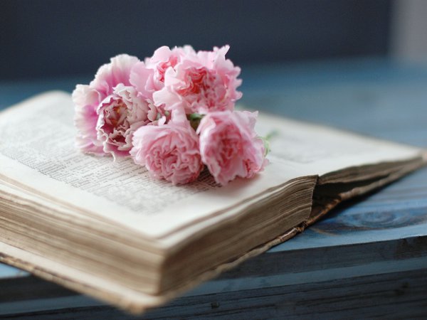 гвоздики, книга, розовые, старая, страницы, цветы