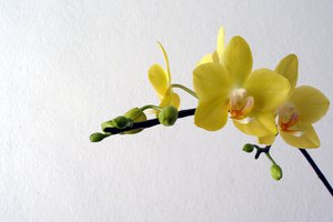 Обои на рабочий стол: желтые, лепестки, орхидеи, цветы