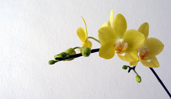 Обои на рабочий стол: желтые, лепестки, орхидеи, цветы