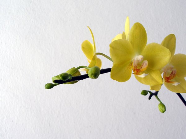 желтые, лепестки, орхидеи, цветы