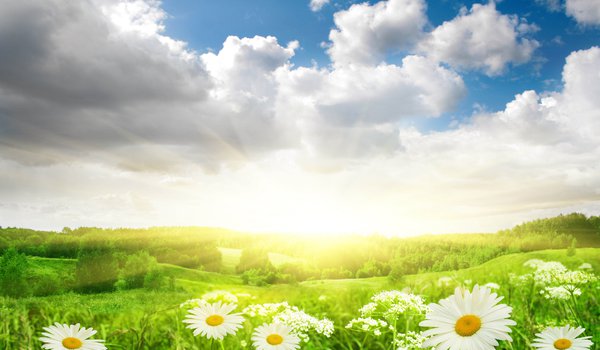 Обои на рабочий стол: небо, облака, пейзаж, поле, природа, ромашки, свет, солнце, трава, цветы