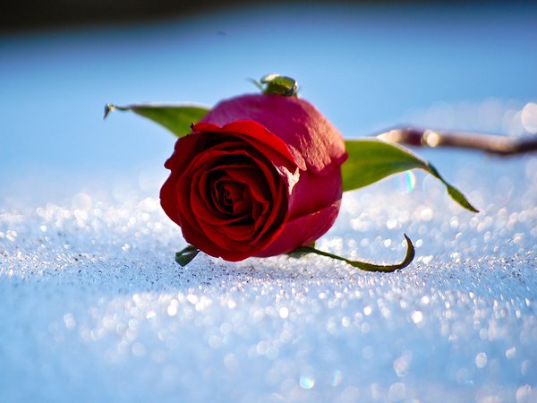 зима, роза, снег