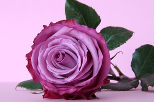 Обои на рабочий стол: flower, purple, rose, violet, роза, фиолетовый, цветок
