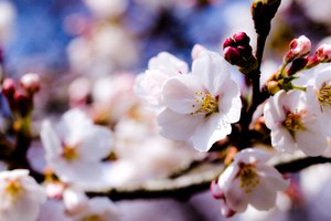 Обои на рабочий стол: белые, весна, ветки, деревья, небо, цветы, яблоня
