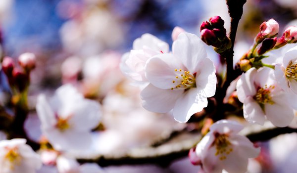 Обои на рабочий стол: белые, весна, ветки, деревья, небо, цветы, яблоня