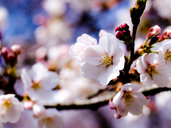 белые, весна, ветки, деревья, небо, цветы, яблоня