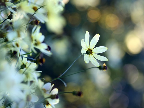 белый, блики, макро, нежность, растения, цветок