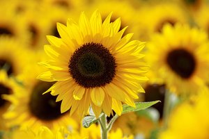 Обои на рабочий стол: beautiful, bloom, blooming, Sunflowers