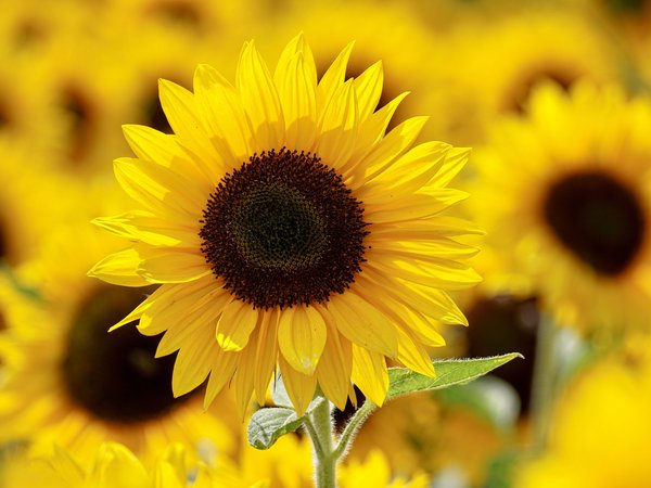 beautiful, bloom, blooming, Sunflowers