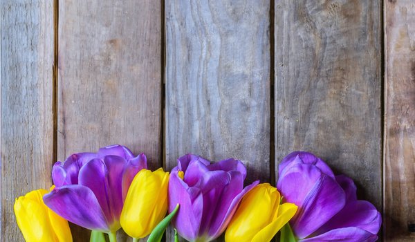Обои на рабочий стол: beautiful, flowers, fresh, purple, spring, tulips, wood, yellow, желтые, тюльпаны, фиолетовые, цветы