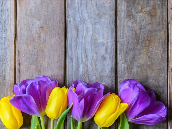 beautiful, flowers, fresh, purple, spring, tulips, wood, yellow, желтые, тюльпаны, фиолетовые, цветы