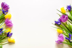 Обои на рабочий стол: beautiful, flowers, fresh, purple, spring, tulips, yellow, желтые, тюльпаны, фиолетовые, цветы