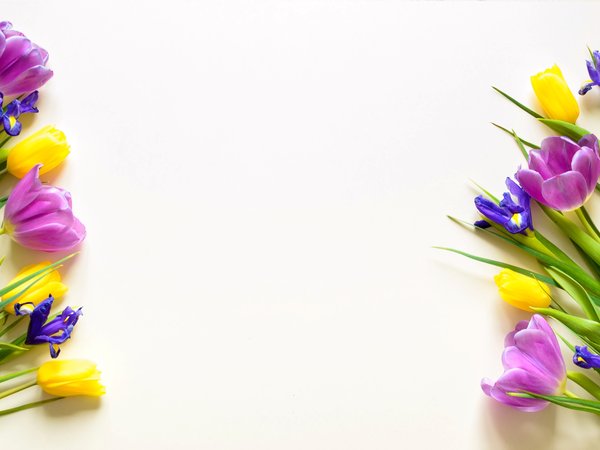beautiful, flowers, fresh, purple, spring, tulips, yellow, желтые, тюльпаны, фиолетовые, цветы