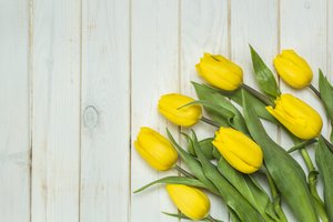 Обои на рабочий стол: beautiful, flowers, fresh, spring, tender, tulips, wood, yellow, букет, желтые, тюльпаны, цветы