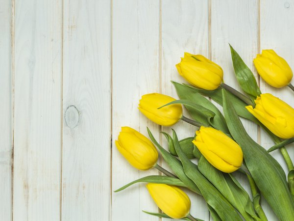 beautiful, flowers, fresh, spring, tender, tulips, wood, yellow, букет, желтые, тюльпаны, цветы