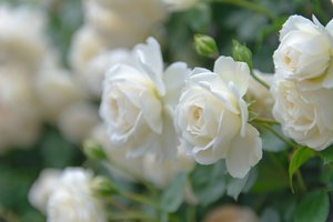 Обои на рабочий стол: белые розы, боке, бутоны, лепестки, макро, розы
