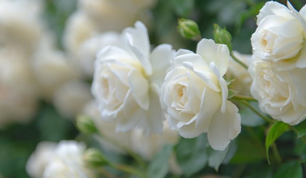 Обои на рабочий стол: белые розы, боке, бутоны, лепестки, макро, розы