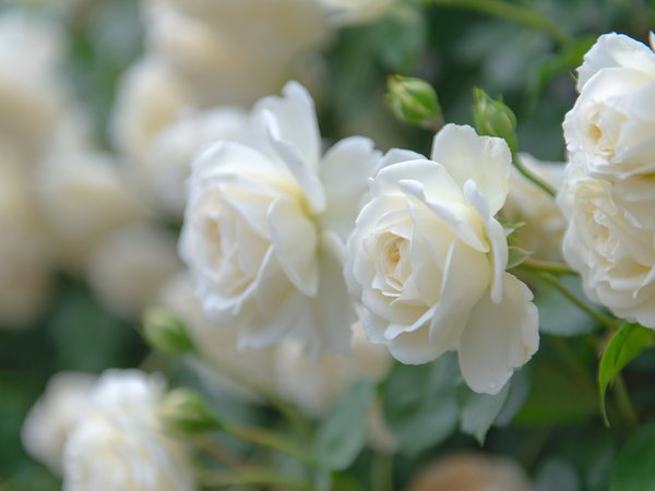 белые розы, боке, бутоны, лепестки, макро, розы