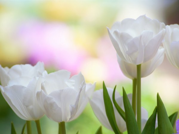белые тюльпаны, бутоны, лепестки, макро, тюльпаны, фон