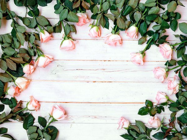 flowers, fresh, pink, romantic, roses, tender, wood, бутоны, розовые, розы, цветы
