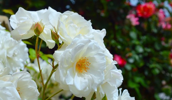 Обои на рабочий стол: White roses, белые розы, чайная роза