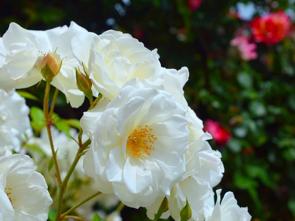 White roses, белые розы, чайная роза