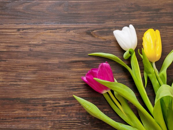 colorful, gift, romantic, tulips, wood, букет, тюльпаны, цветы