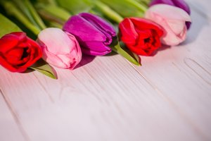 Обои на рабочий стол: colorful, flowers, purple, red, spring, tulips, white, wood, букет, тюльпаны, цветы