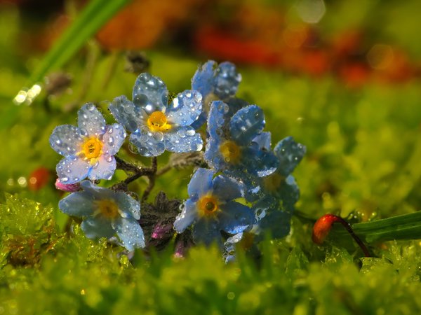 blue, drops, flowers, macro, голубые, капли, макро, незабудки, цветочки