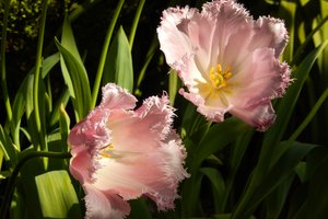 Обои на рабочий стол: background, flower, flowers, fullscreen, hd wallpapers, Tulip, wallpaper, widescreen, весна, обои, обои на рабочий стол, полноэкранные, трава, тюльпан, тюльпаны, цветики, цветы, широкоформатные, широкоэкранные