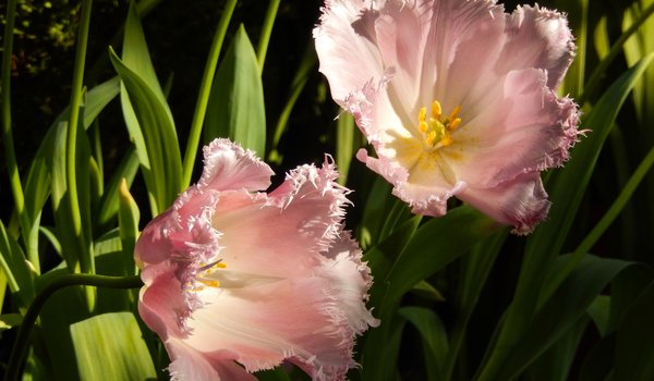 Обои на рабочий стол: background, flower, flowers, fullscreen, hd wallpapers, Tulip, wallpaper, widescreen, весна, обои, обои на рабочий стол, полноэкранные, трава, тюльпан, тюльпаны, цветики, цветы, широкоформатные, широкоэкранные