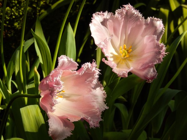 background, flower, flowers, fullscreen, hd wallpapers, Tulip, wallpaper, widescreen, весна, обои, обои на рабочий стол, полноэкранные, трава, тюльпан, тюльпаны, цветики, цветы, широкоформатные, широкоэкранные