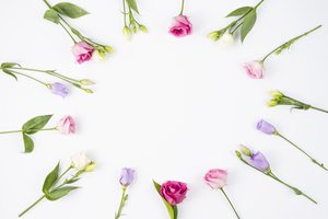 Обои на рабочий стол: eustoma, flowers, fresh, pink, violet, бутоны, цветы, эустома