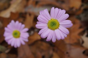 Обои на рабочий стол: autumn, bokeh, flowers, pink, боке, осень, розовые, цветы