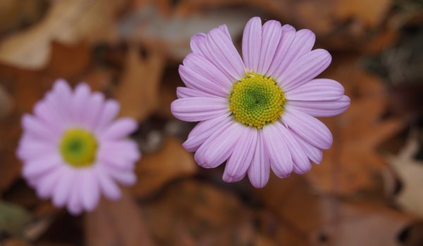 Обои на рабочий стол: autumn, bokeh, flowers, pink, боке, осень, розовые, цветы