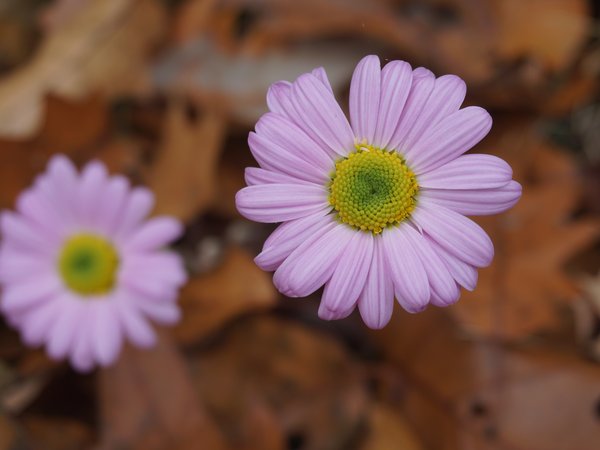 autumn, bokeh, flowers, pink, боке, осень, розовые, цветы