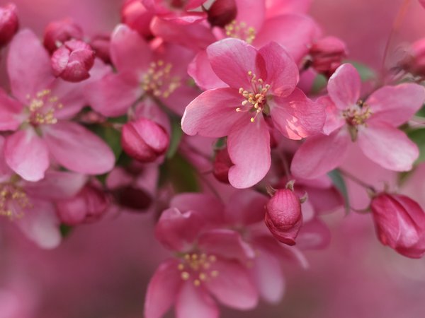 cherry, flowers, pink
