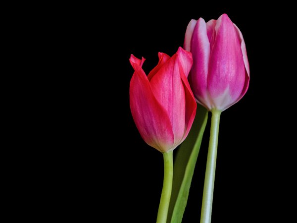 Pink tulips, tulips, тюльпаны, фон