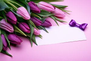 Обои на рабочий стол: flowers, fresh, gift, love, pink, purple, romantic, tulips, бант, букет, розовые, тюльпаны
