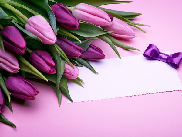 flowers, fresh, gift, love, pink, purple, romantic, tulips, бант, букет, розовые, тюльпаны