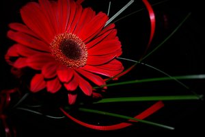 Обои на рабочий стол: gerbera, red, гербера, красная, макро