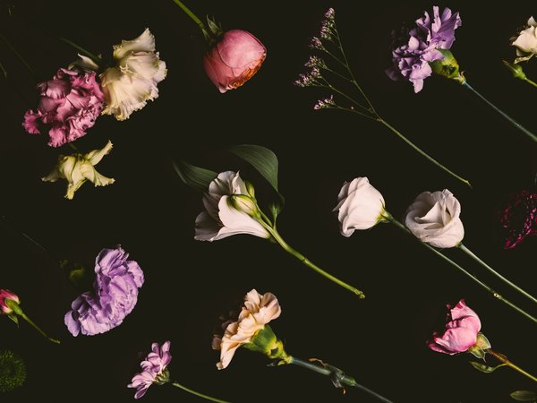 background, black, colorful, flowers, roses, гвоздики, розы, цветы, черный фон