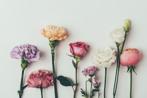 Обои на рабочий стол: background, colorful, flowers, pink, roses, vintage, violet, гвоздики, розы, фон, цветы
